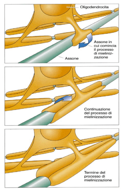 Fasi della formazione della guaina mielinica