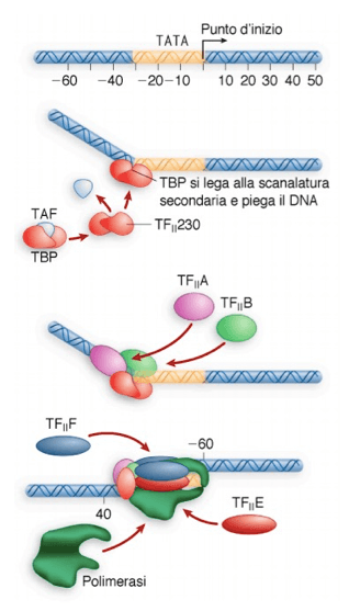 fattori di trascrizione generici TF