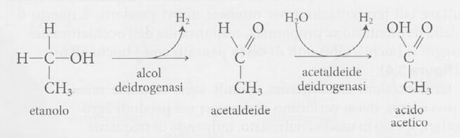 fermentazione acetica