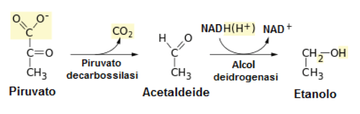 Fermentazione alcolica