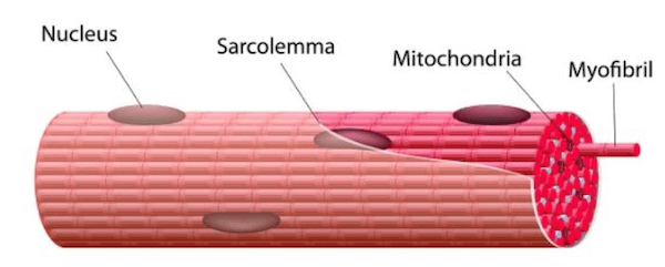 Fibra muscolare avvolta dal Sarcolemma