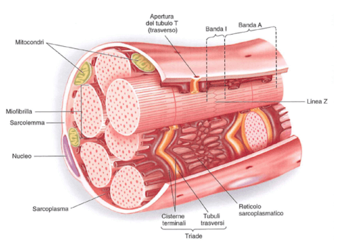 Fibra muscolare in sezione