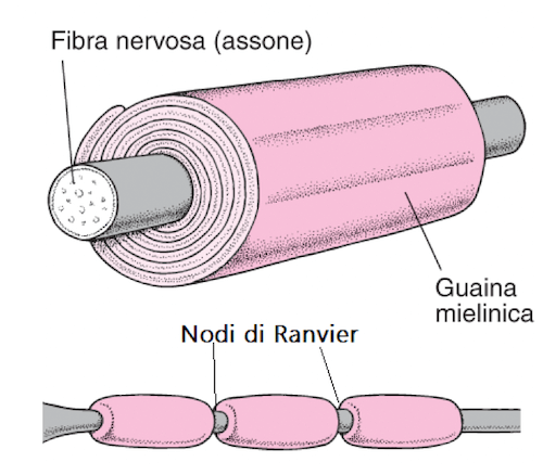 Fibra ricoperta da guaina mielinica