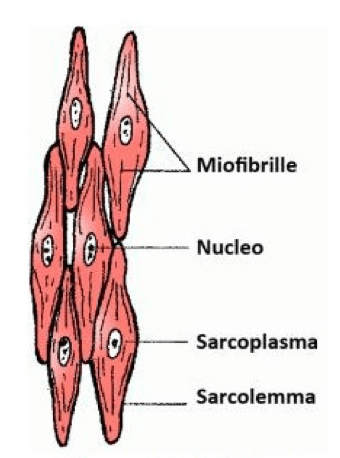 Fibre muscolari lisce