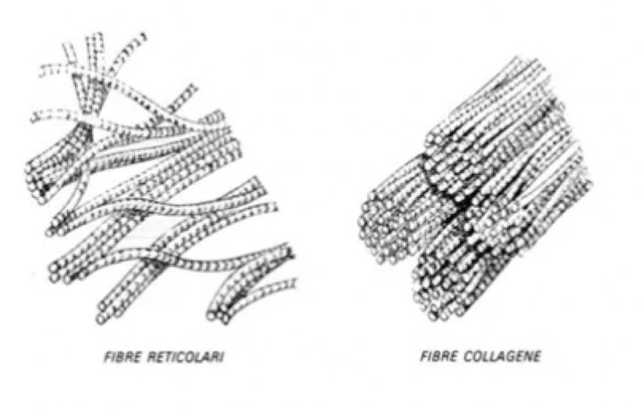 fibre dello stroma reticolare e le comuni fibre di collagene