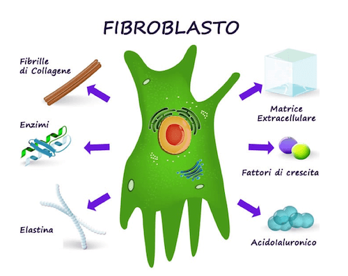 Fibroblasto