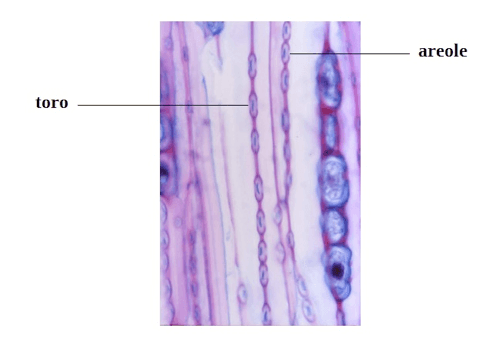 Fibrotracheidi di Gimnosperme