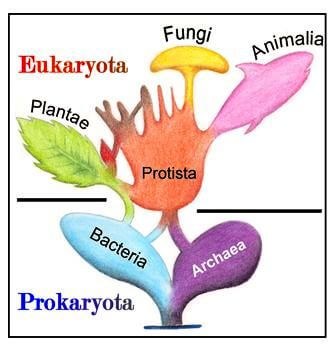 filogenesi degli eucarioti