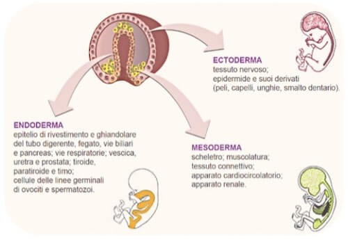 Foglietti embrionali: tessuti ed organi derivati