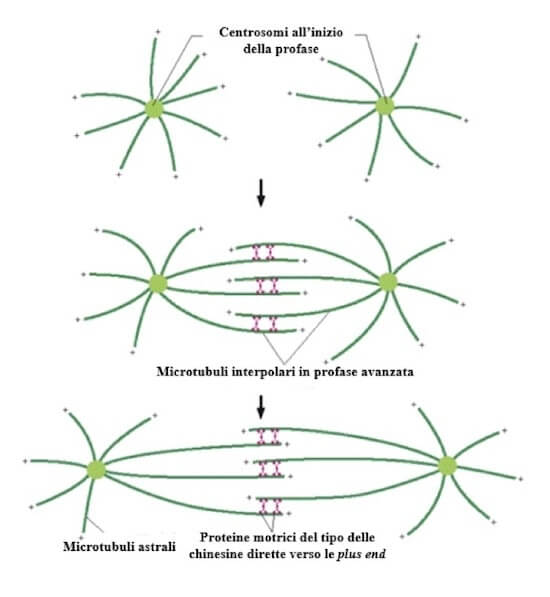 formazione del fuso mitotico