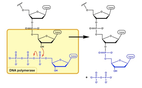 Formazione del legame fosfodiesterico da parte della DNA Polimerasi