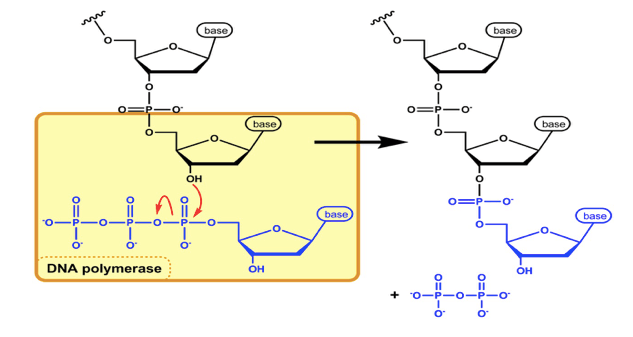 Formazione del legame sfosfodiestere