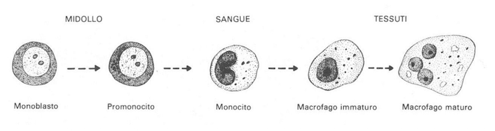 Formazione del macrofago