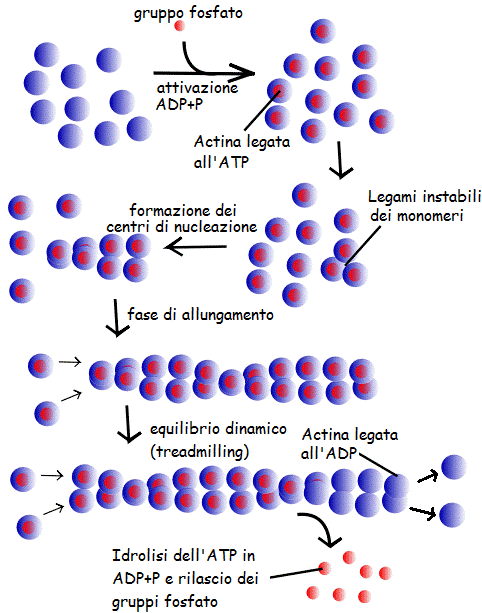 formazione del microfilamento