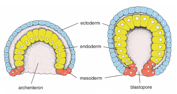 Formazione dell'archenteron