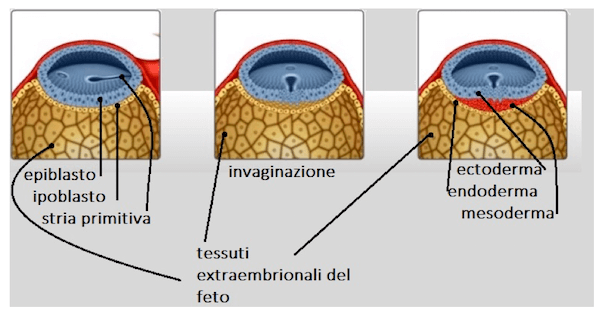 Formazione dell'endoderma definitivo in gastrulazione