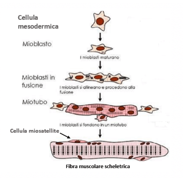 Formazione della fibra muscolare scheletrica