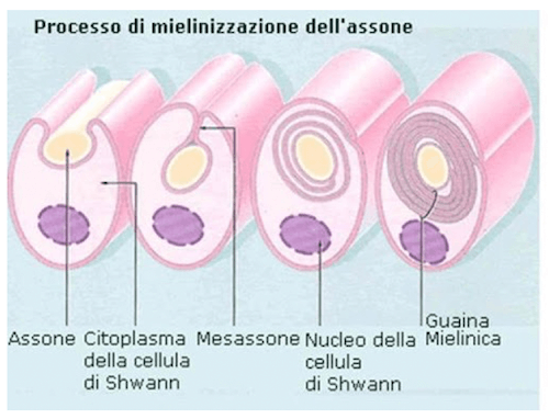 Processo di formazione della guaina mielinica