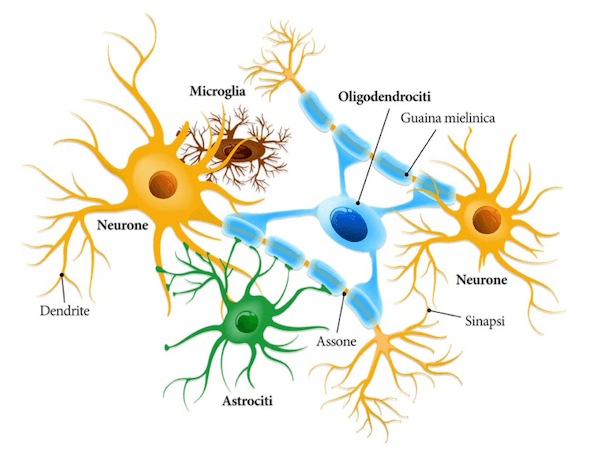 Formazione della mielina da parte di un oligodendrocita