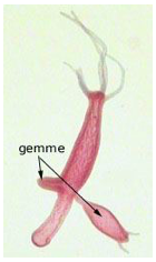 Formazione di gemme pluricellulari nell'Hydra