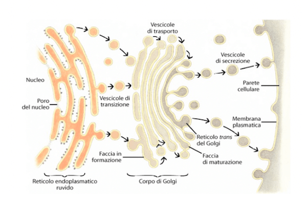 Percorso di formazione, maturazione ed escrezione delle proteine di secrezione tra reticolo endoplasmatico, apparato di Golgi e vescicole