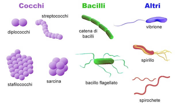 forme dei batteri