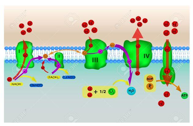 Schema semplificato della Fosforilazione Ossidativa