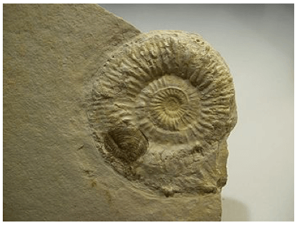Fossile di Ammonite