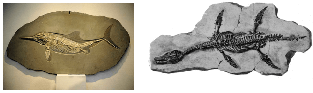 Fossili di rettili acquatici