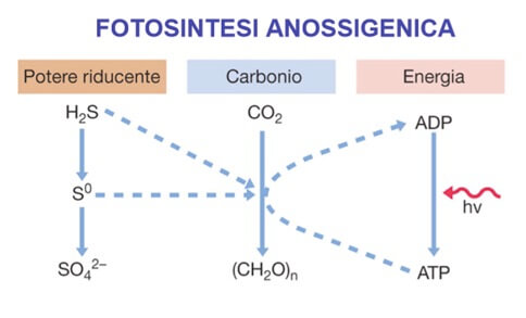 fotosintesi anossigenica