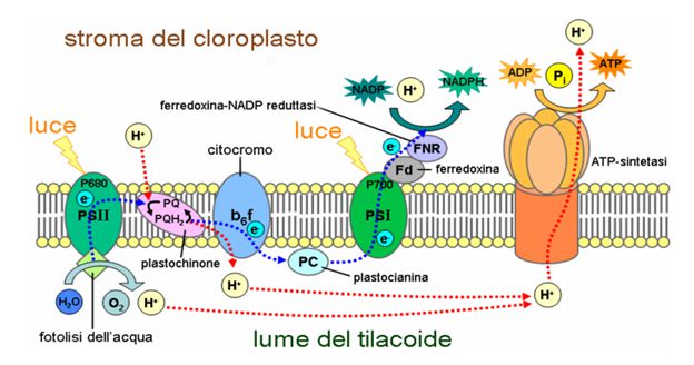 fase luminosa della fotosintesi clorofilliana