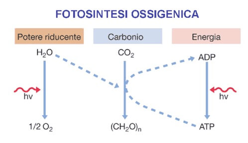fotosintesi ossigenica
