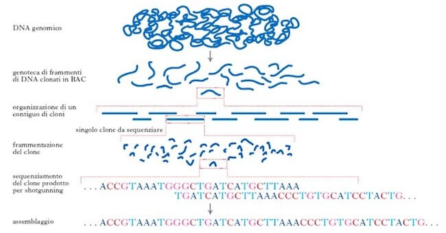 frammentazione genoma