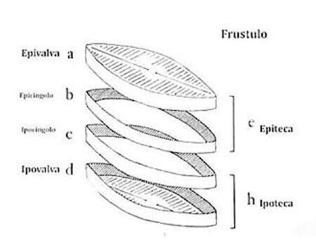 frustolo delle diatomee
