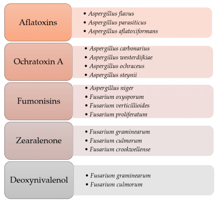 Le specie fungine e le micotossine da loro prodotte