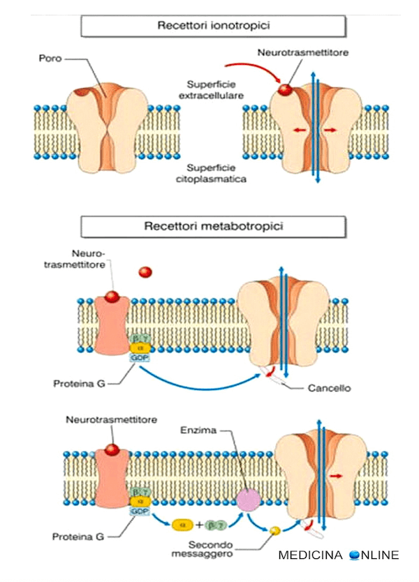 Funzionamento-dei-recettori-nicotinici-e-muscarinici