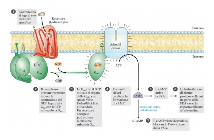 Funizonamento del recettore adrenergico β