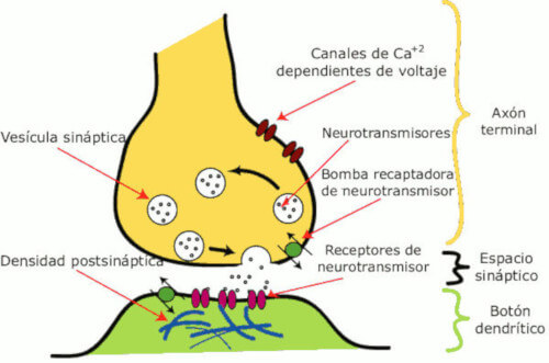 Funzionamento della sinapsi chimica