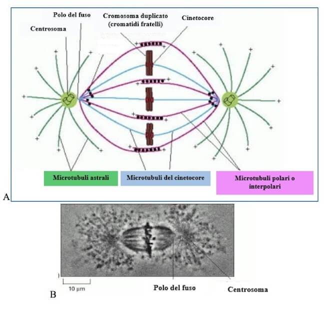 microtubuli del fuso mitotico