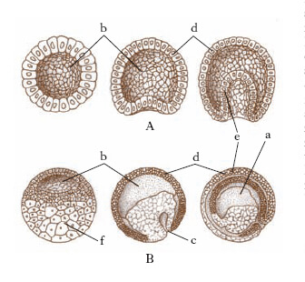 gastrula