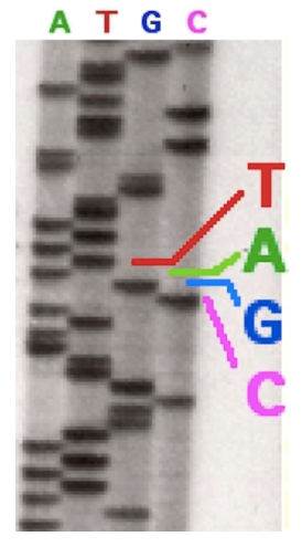 Gel di sequenziamento del DNA