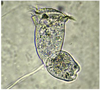 Gemmazione in un protozoo ciliato