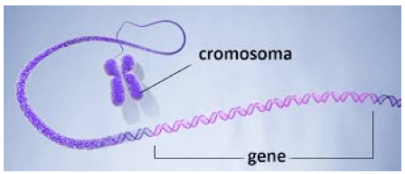 Gene