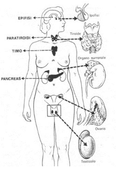 Ghiandole endocrine