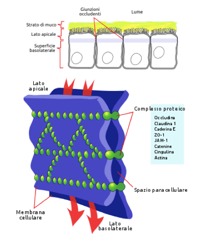 Giunzioni occludenti