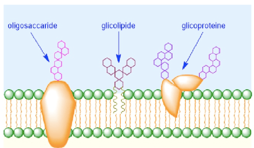 Glicocalice