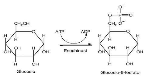 glicolisi 1