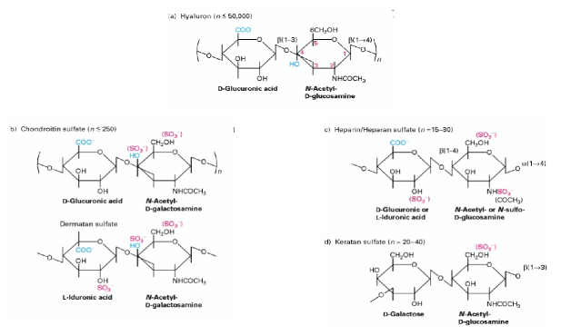 Glicosamminoglicani