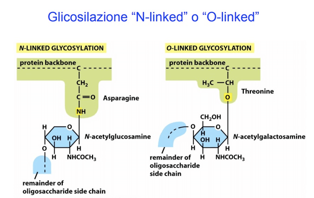 Differenza tra glicosilazione N-linked e O-linked