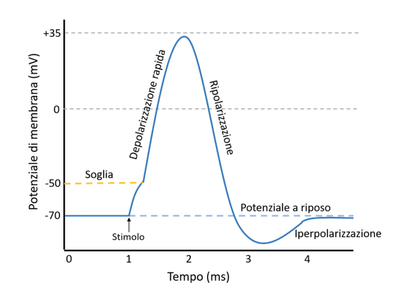 Grafico del potenziale d'azione